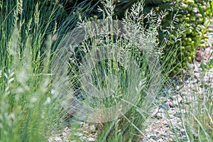 Furrowed fescue Festuca rupicola, flowering plant photo